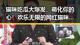 猫咪吃瓜大爆发，萌化你的心！欢乐无限的网红猫咪们现身说法🐱🍉